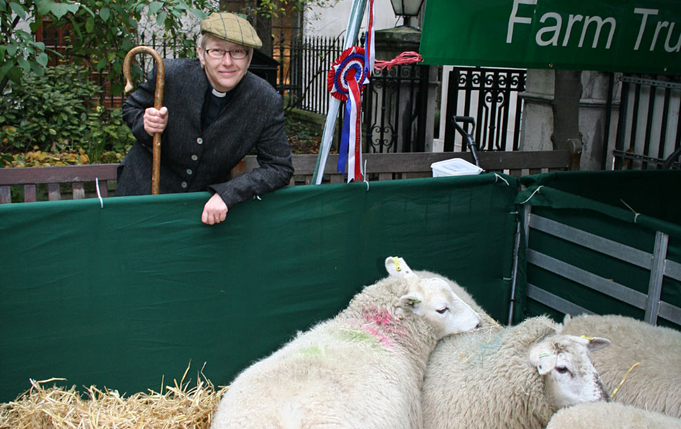 Rector with shepherd's crook by pen of sheep for British Livestock Industry service